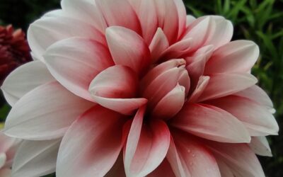 Le récit de vie professionnel au service de la transition pro