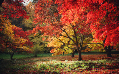 L&rsquo;arbre de vie : un support métaphorique au service de votre identité professionnelle
